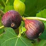 Les Meilleurs Buissons Fruitiers : Analyse et Comparatif pour Agrémenter Votre Cuisine Les Meilleurs Buissons Fruitiers : Analyse et Comparatif pour Agrémenter Votre Cuisine